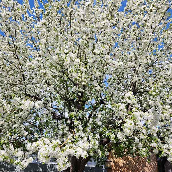 a blooming apple tree.